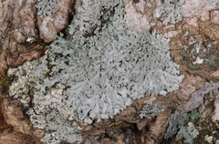 Heterodermia obscurata