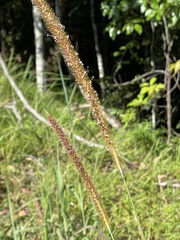 Setaria sphacelata