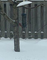 Cardinalis cardinalis