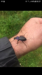 Carabus