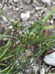 Cyperus hyalinus