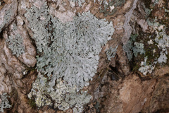 Heterodermia obscurata