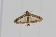 Diaphania elegans