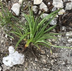 Cyperus hyalinus