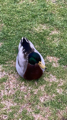 Anas platyrhynchos