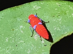 Amblyscarta