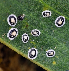 Pseudozaphanera wariensis