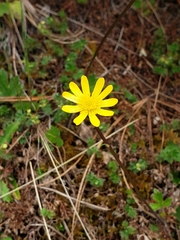 Ranunculus petiolaris