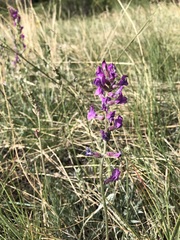 Oxytropis lambertii