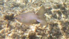 Chromis