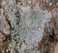 Heterodermia obscurata