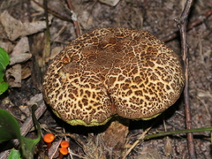 Boletellus chrysenteroides