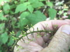 Actaea podocarpa