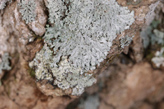 Heterodermia obscurata