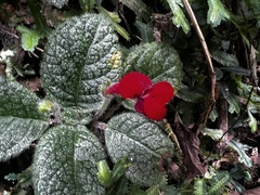 Gesnerieae
