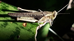 Abracris flavolineata