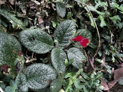 Gesnerieae