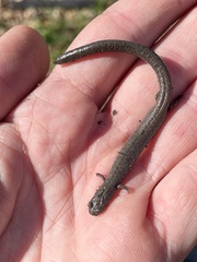 Batrachoseps nigriventris