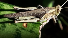 Abracris flavolineata
