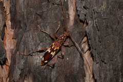Coptocercus walkeri