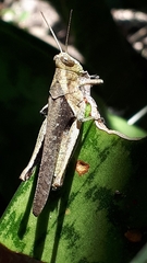 Abracris flavolineata