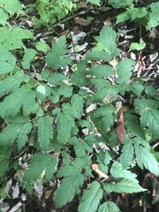 Actaea podocarpa