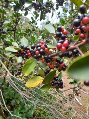 Rhamnus alaternus