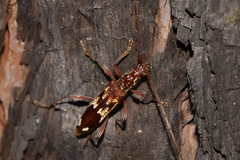 Coptocercus walkeri