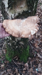 Fomitopsis betulina