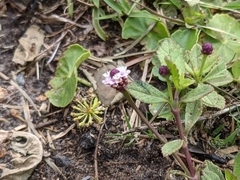 Phyla nodiflora