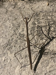 Phasmomantis sumichrasti