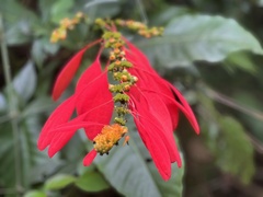 Warszewiczia coccinea