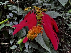 Warszewiczia coccinea
