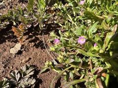 Calandrinia menziesii