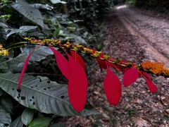 Warszewiczia coccinea