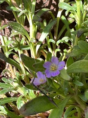 Calandrinia menziesii