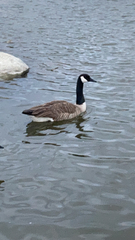 Branta canadensis