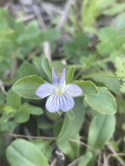 Viola bicolor