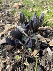 Mertensia virginica