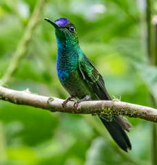 Heliodoxa leadbeateri