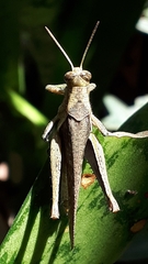 Abracris flavolineata