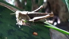 Abracris flavolineata