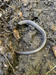 Batrachoseps nigriventris