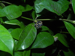 Palicourea muscosa