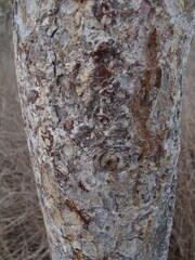 Bursera graveolens
