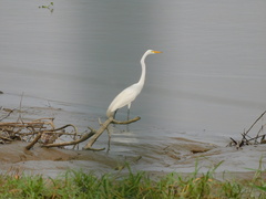 Ardea alba