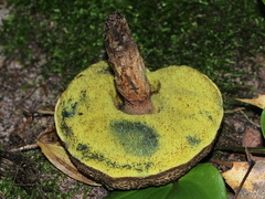 Boletellus chrysenteroides