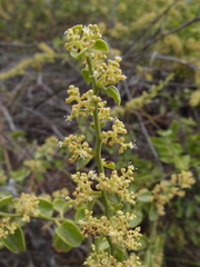 Cryptocarpus pyriformis