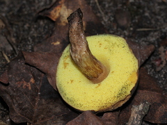 Boletellus chrysenteroides