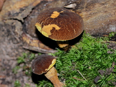 Boletellus chrysenteroides